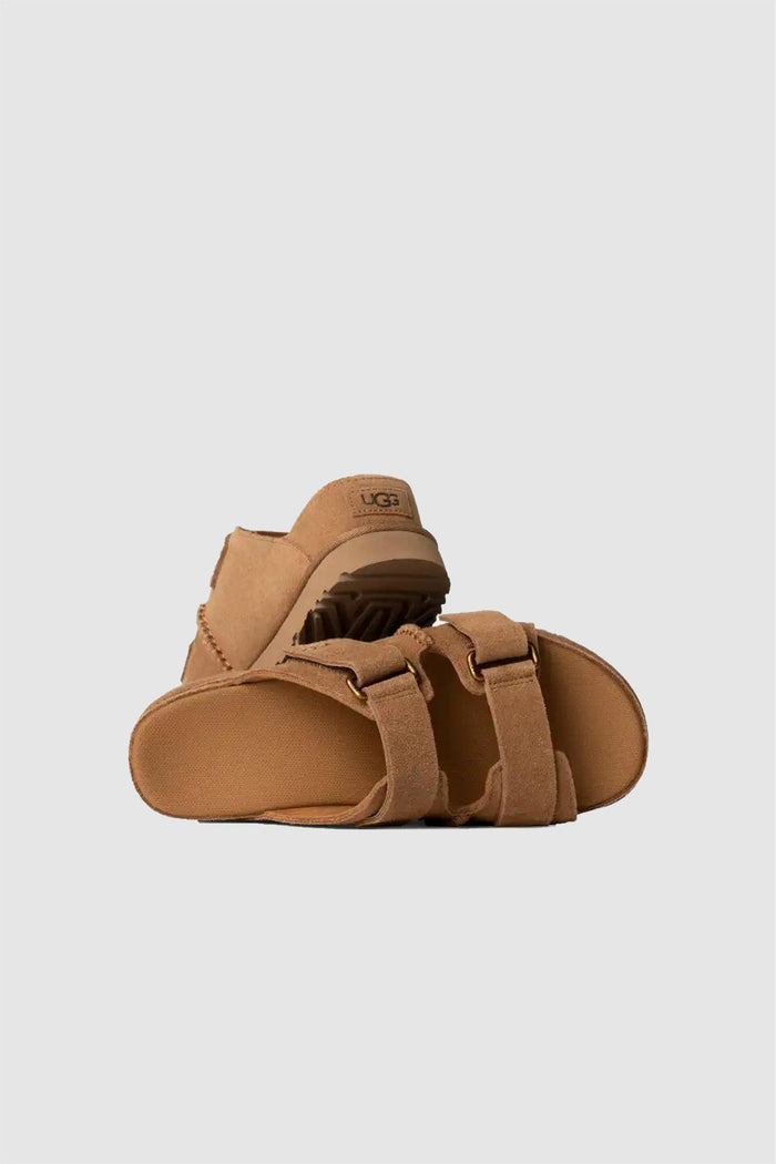 Donna Ciabatte Goldenstar Hi-3